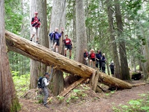 Climb that tree
